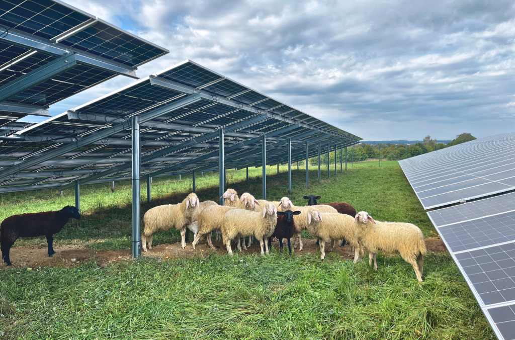 Solarpark Trunkelsberg Schafe Schafe im Solarpark Trunkelsberg