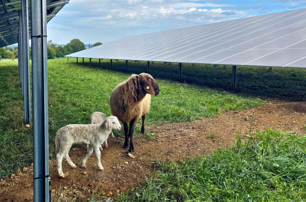 Solarpark Trunkelsberg Schaf mit Lämmern Schaf mit Lämmern im Solarpark Trunkelsberg